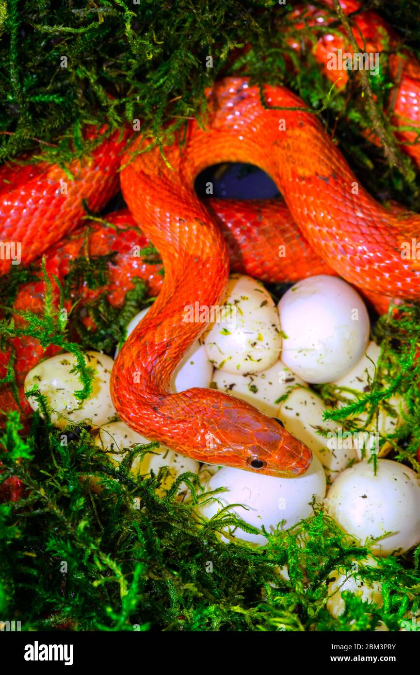 Serpiente de maíz (Pantherophis guttatus), hembra con huevos recientemente puestos, cautiva, nativa del este de los Estados Unidos, 'Morph' Foto de stock