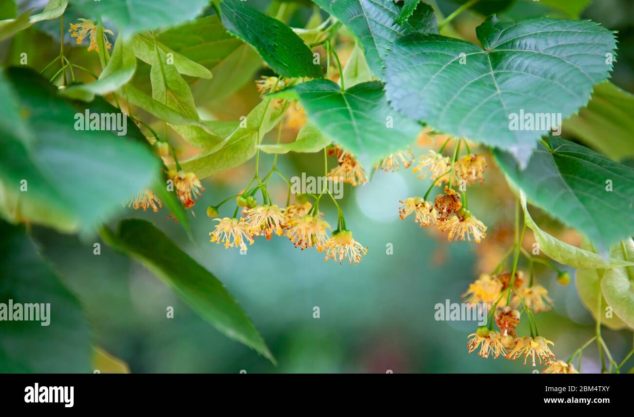 Flores de limo-árboles .las especies de Tilia son grandes árboles caducifolios, que alcanzan típicamente de 20 a 40 metros de altura, con hojas oblicuas de 6 a 20 centímetros Foto de stock