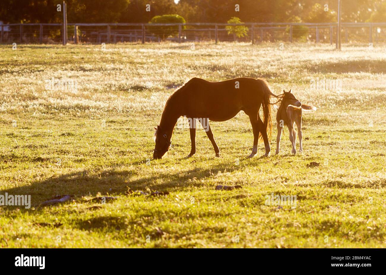 Caballo y potro en un campo iluminado por el sol de la tarde. El foal está enredado en la cola de la yegua Foto de stock