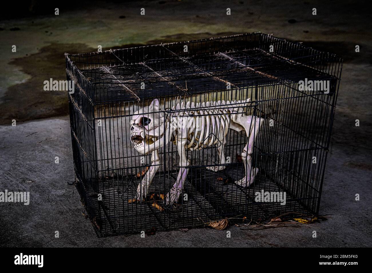 Esqueleto de perro en una jaula Foto de stock