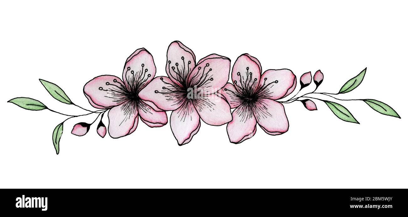 decoración de flores sakura dibujadas a mano en tinta y lápiz, flores  elegantes de cereza aisladas sobre blanco, arreglo floral sakura Fotografía  de stock - Alamy