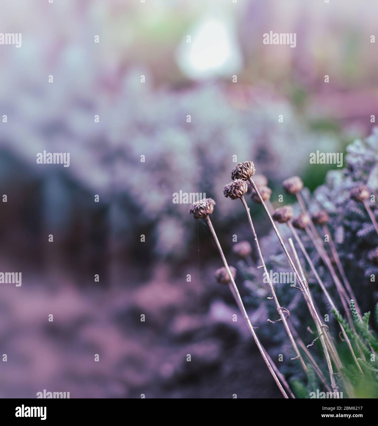 Fondos de pantalla violeta fotografías e imágenes de alta resolución - Alamy