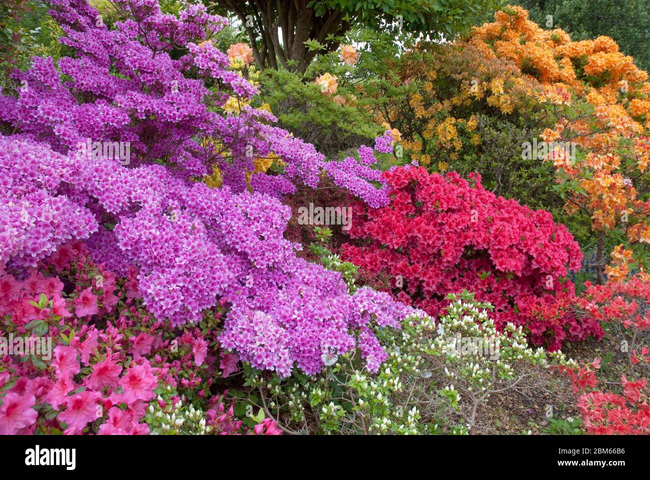Espectacular variedad de colores vivos de arbustos de Azalea en flor en un  jardín de Cornualles en primavera Fotografía de stock - Alamy