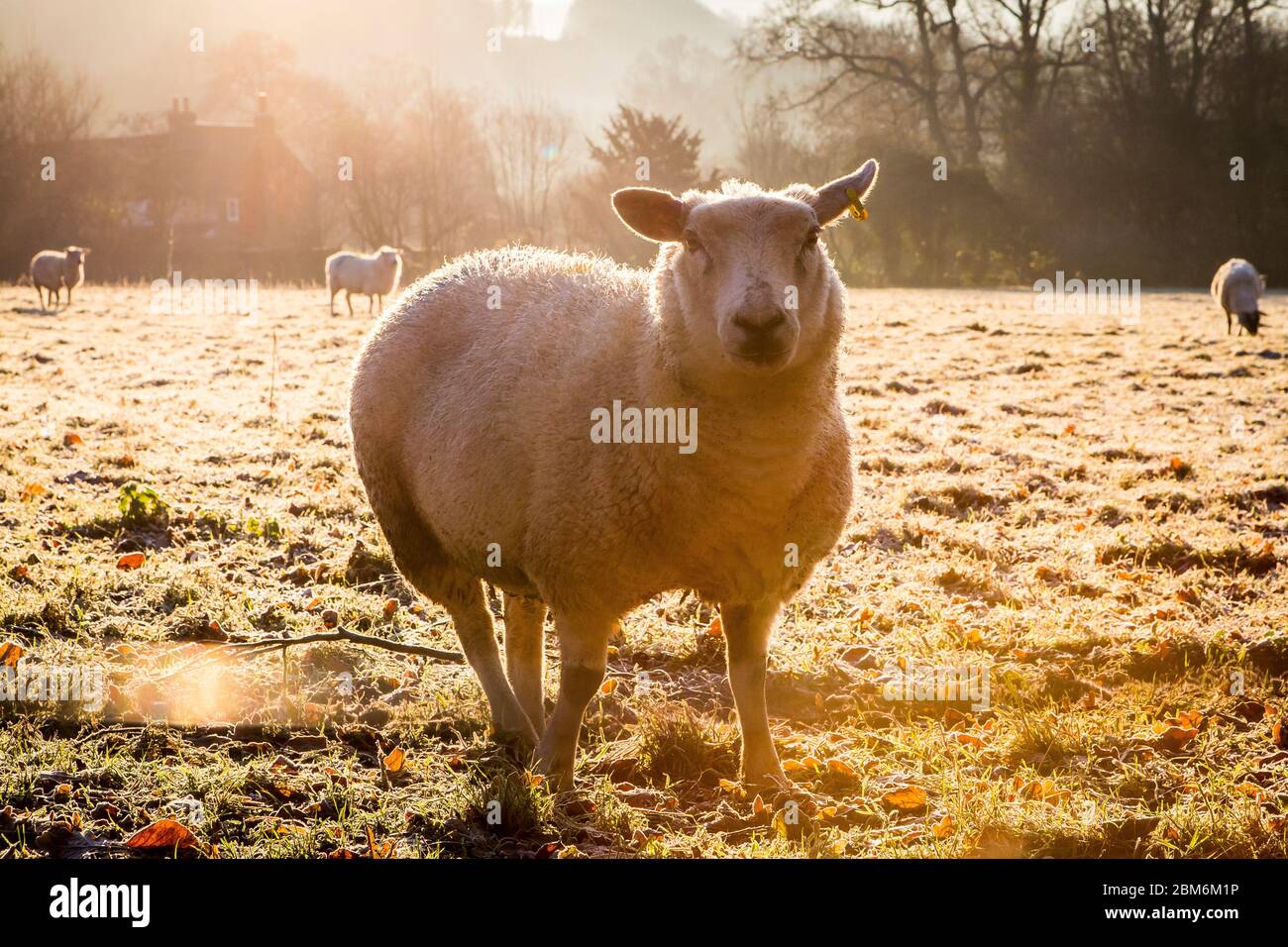 Ovejas blancas en un campo en invierno en Kent Foto de stock