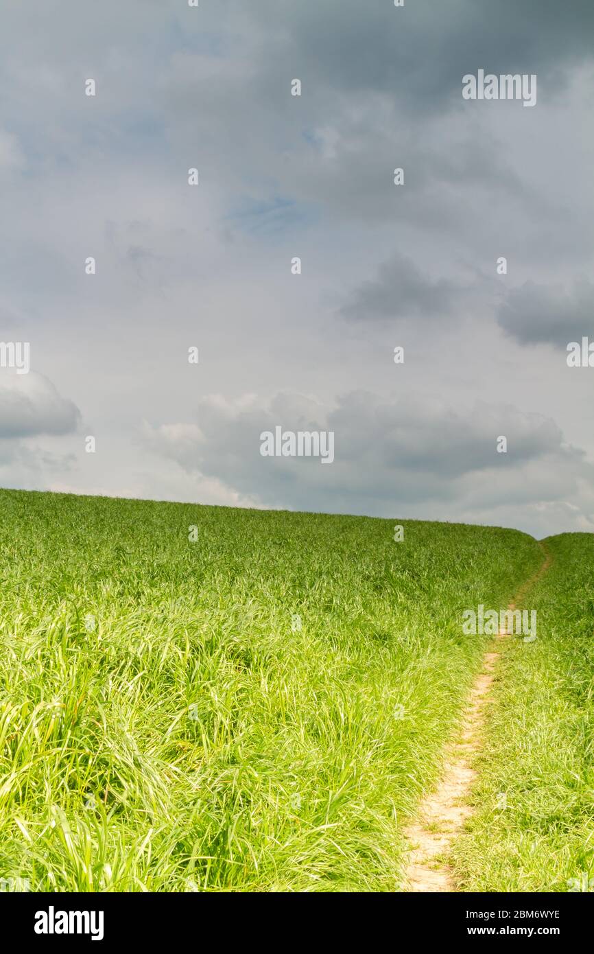 Camino a través de una exuberante hierba verde que conduce al horizonte y un cielo nublado Foto de stock