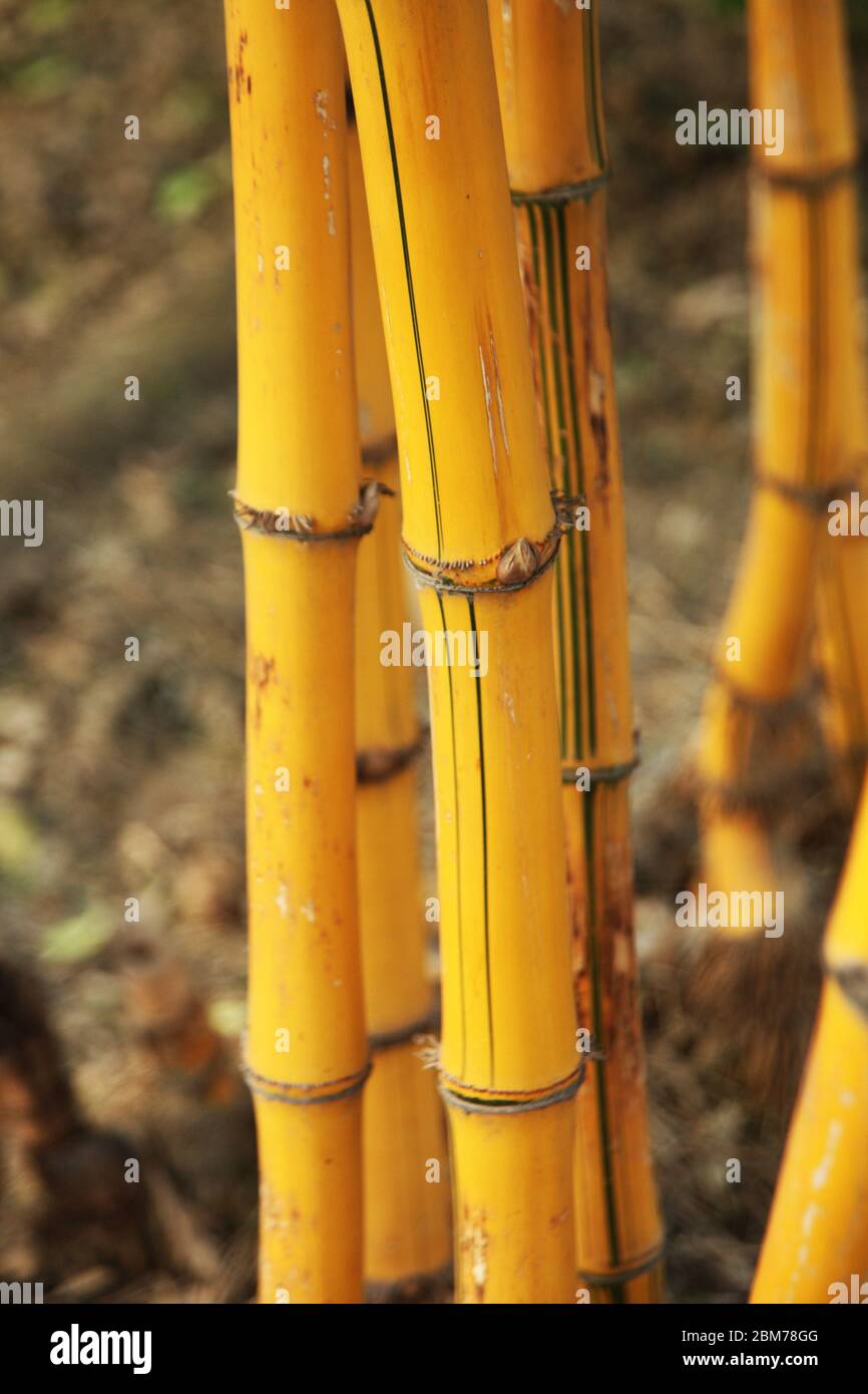 Bambú cuadro, Bambú bosque, Bambú para los polos, plantas del río Nilo,  mural de pared zen, Bambú sólido, un hermoso y versátil, (Foto ©Saji  Maramon Fotografía de stock - Alamy