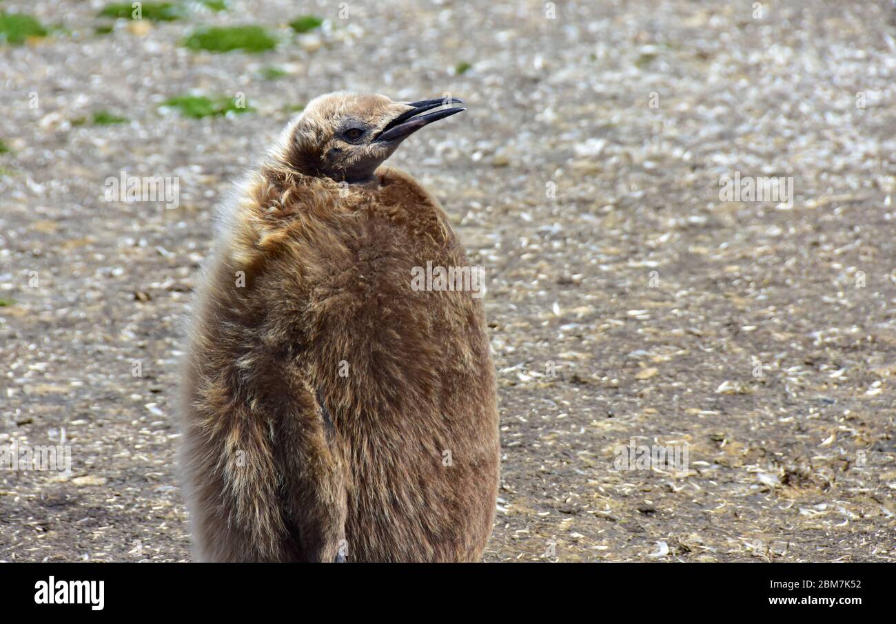 Retrato de un pollito de KingPenguin, en el punto de Voluntariado, cerca de Port Stanley, Islas Malvinas. Estos polluelos esponjosos son casi del mismo tamaño que un adulto. Foto de stock