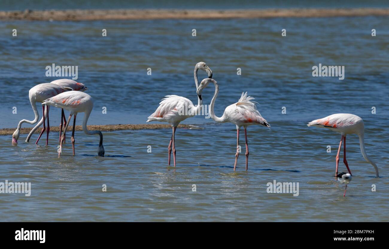 Un regalo visual virtual de Flamingos que se tamaña y se frolca, en un  entorno sans sound! Fotografía de stock - Alamy