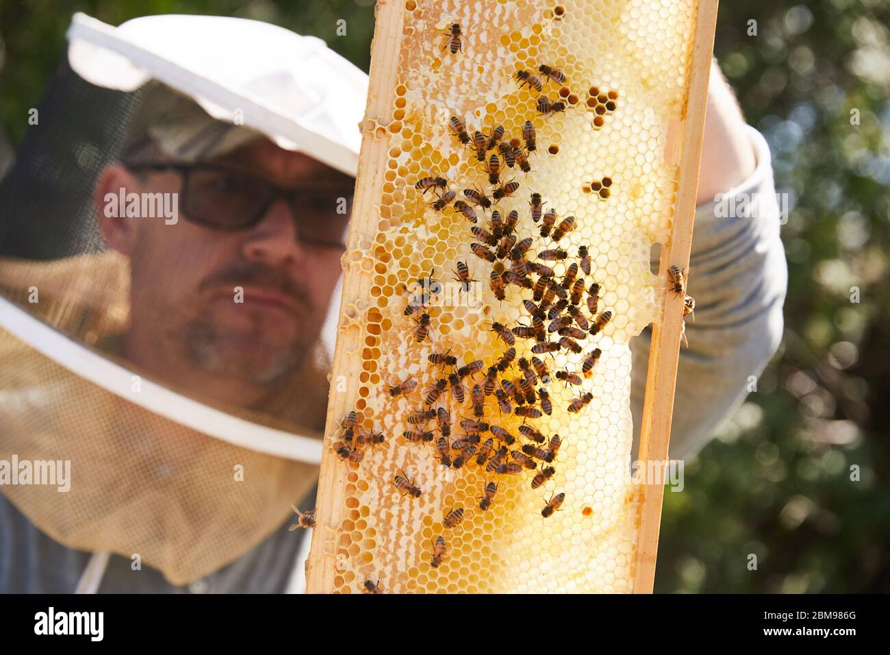 Un apicultor urbano examina su colmena de abejas para ver si han llevado a su nueva reina Foto de stock