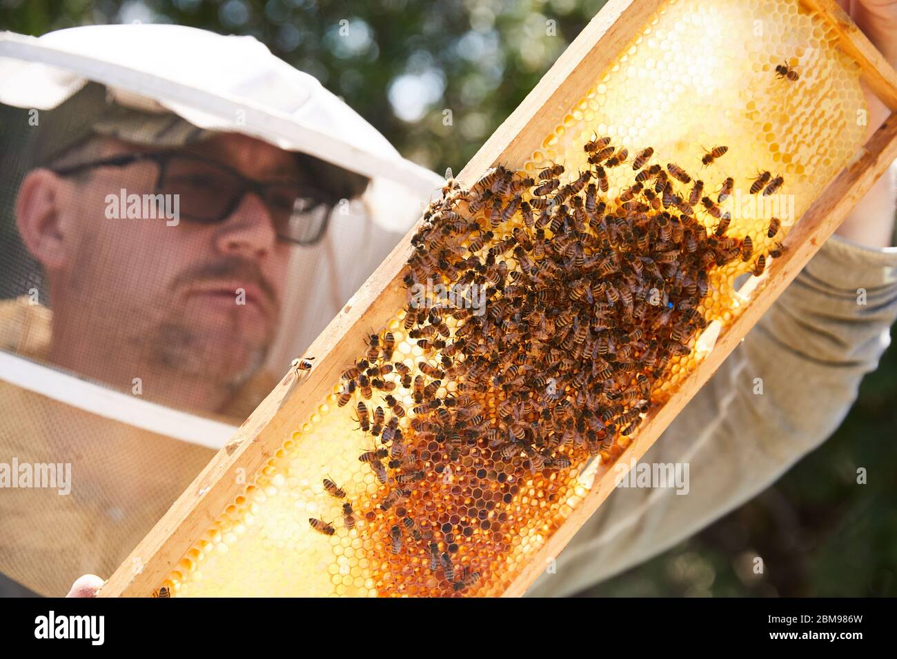 Un apicultor urbano examina su colmena de abejas para ver si han llevado a su nueva reina Foto de stock