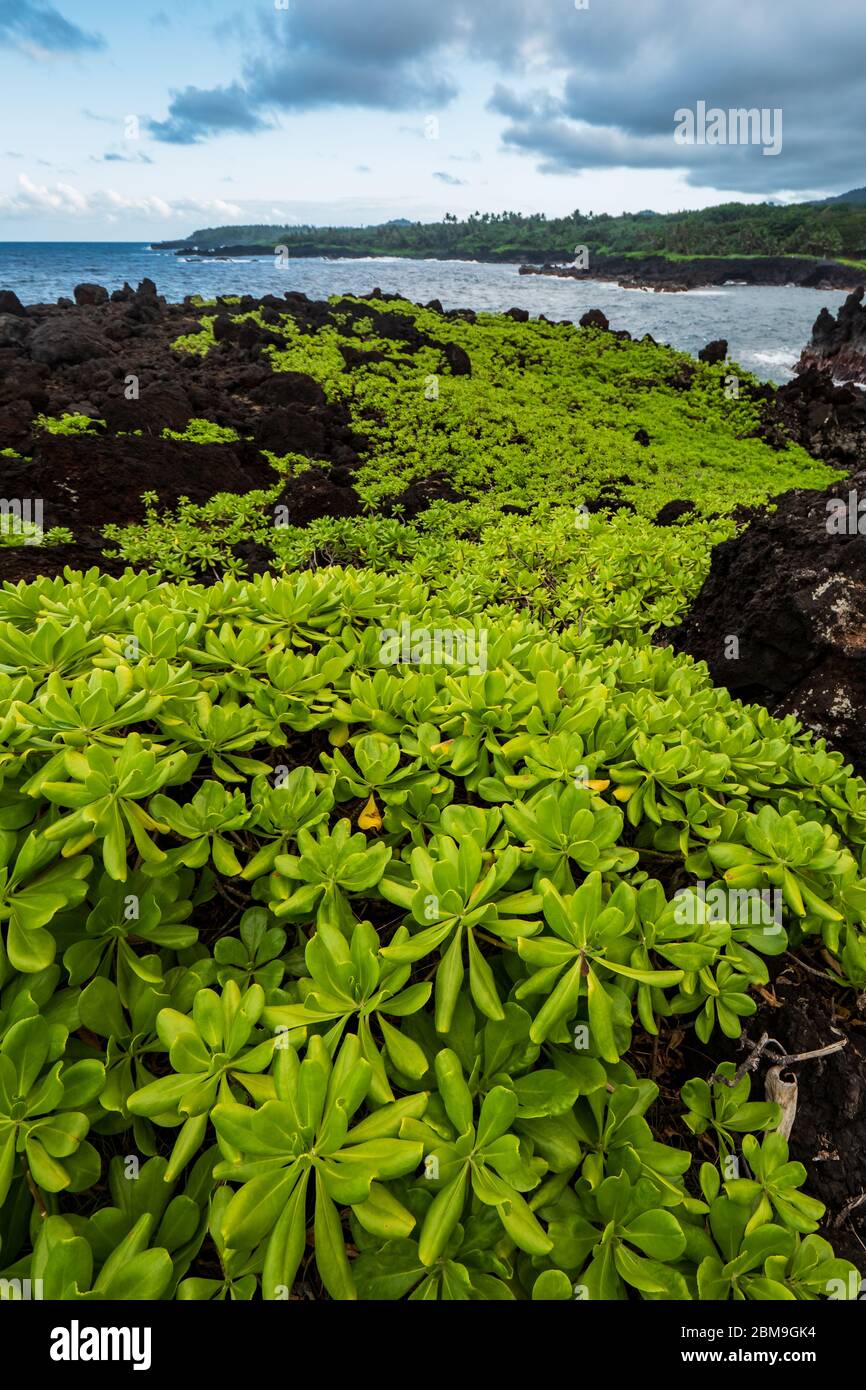 Planta de Naupaka (scaevola taccada) creciendo sobre roca volcánica negra de lava en el Parque Estatal Waianapanapa, Maui, Hawaii Foto de stock