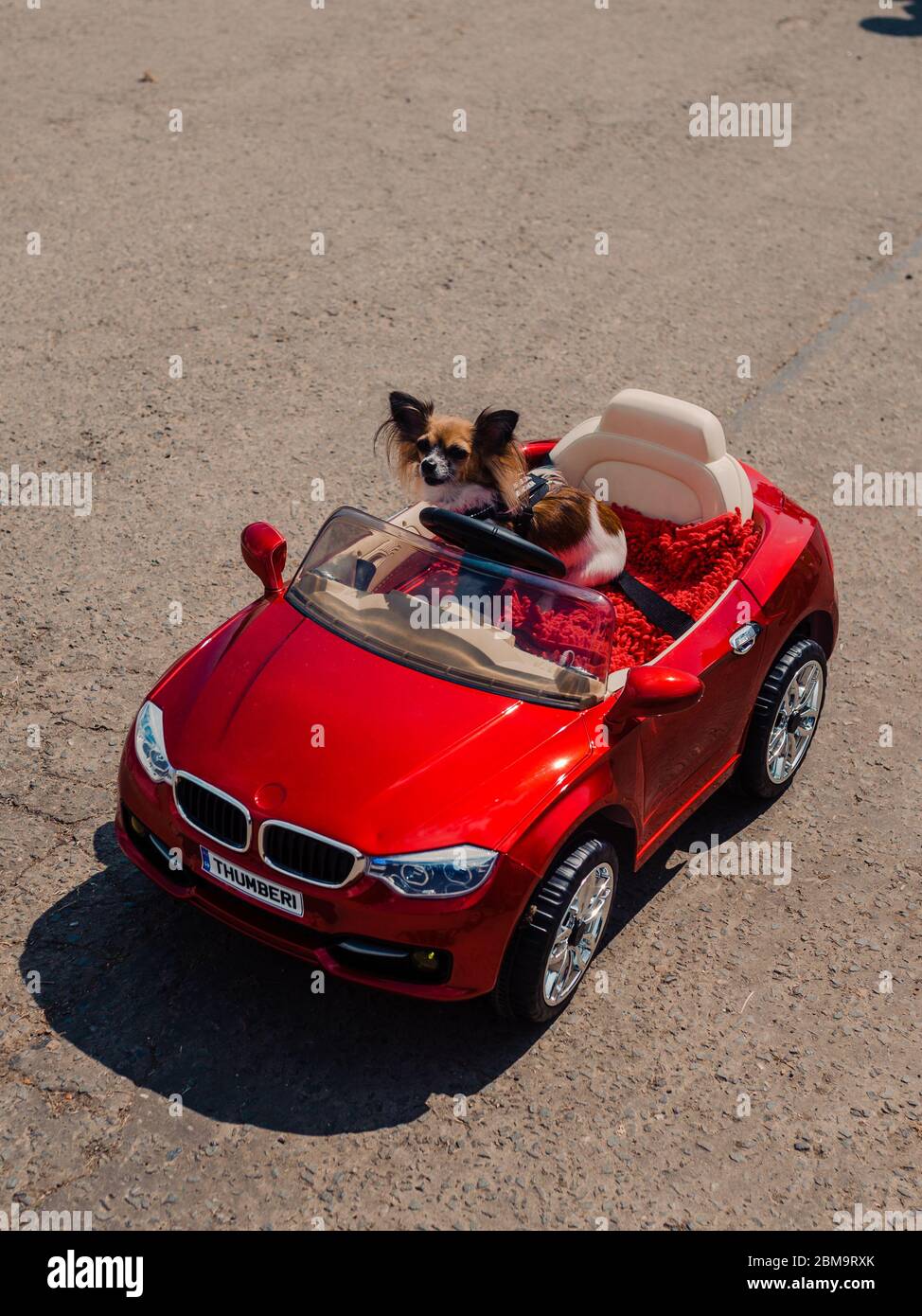 Perro Que Viaja En El Coche Rojo Foto de archivo - Imagen de feliz,  recuperador: 15632306