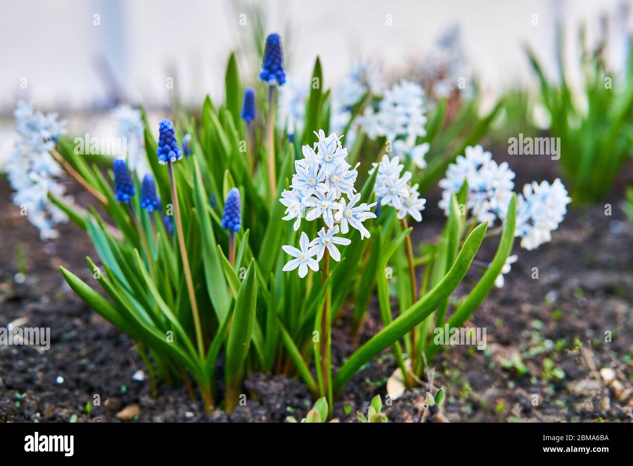 flores pequeñas blancas y azules de plantas bulbosas de pushkinia y jacinto  de uva florecieron en la primavera en el jardín, de cerca Fotografía de  stock - Alamy