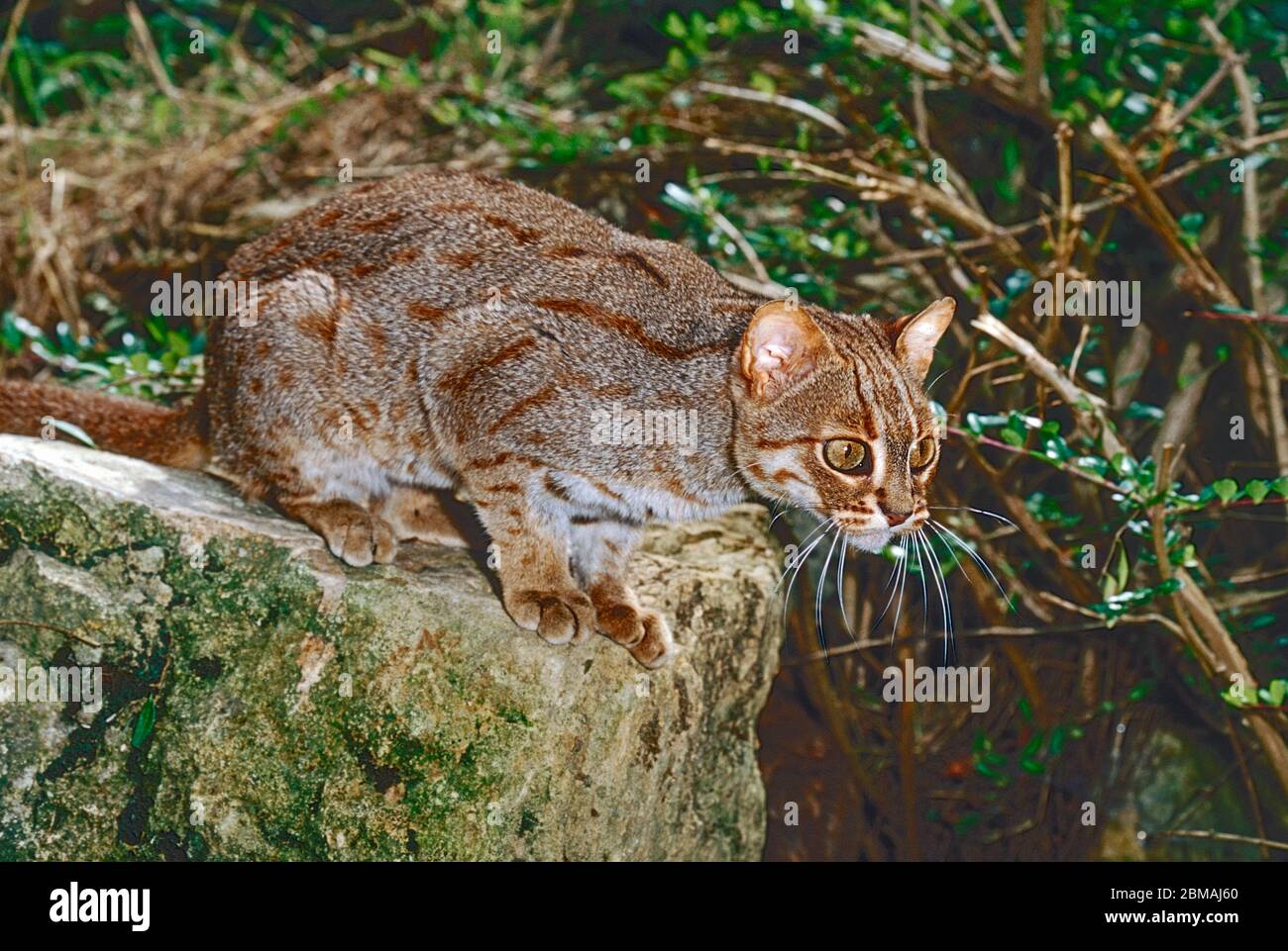 Gato manchado oxidado fotografías e imágenes de alta resolución - Alamy