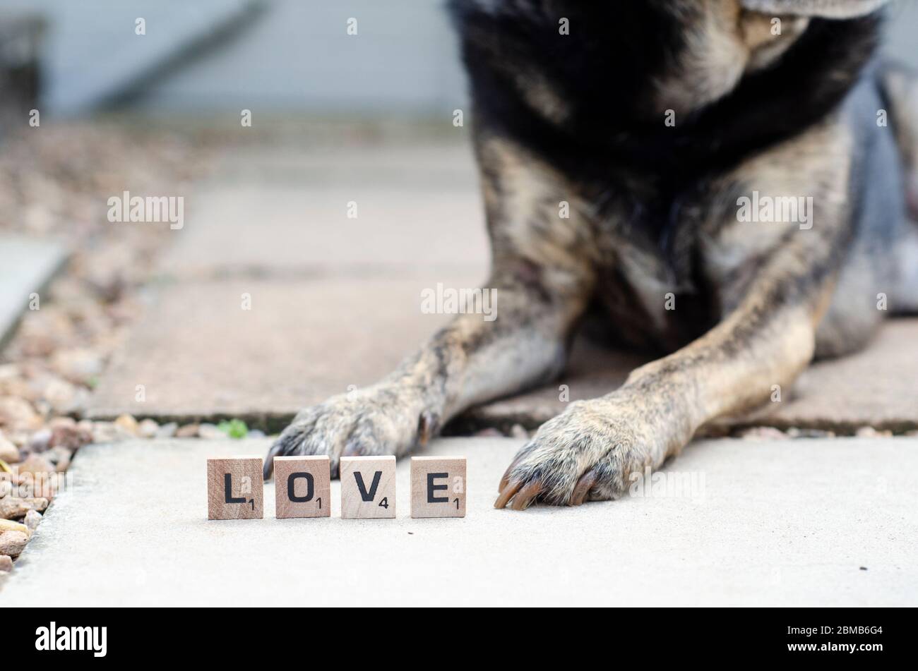 Cartas de amor en frente en patas de perro Foto de stock