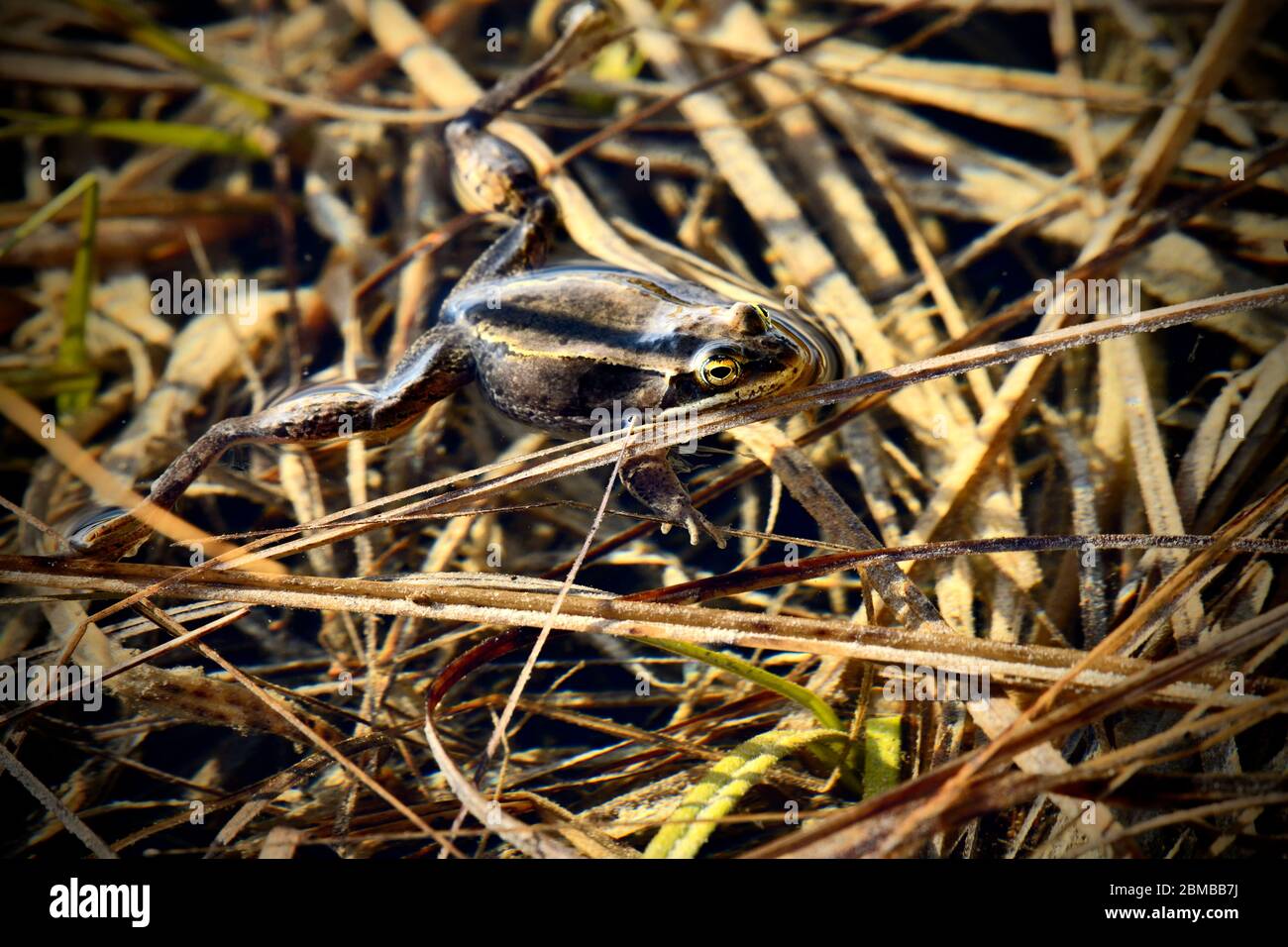 Una rana de madera 'Rana sylvatica'; flotando en aguas poco profundas en su hábitat acuoso durante la temporada de apareamiento de primavera en las zonas rurales de Alberta, Canadá. Foto de stock