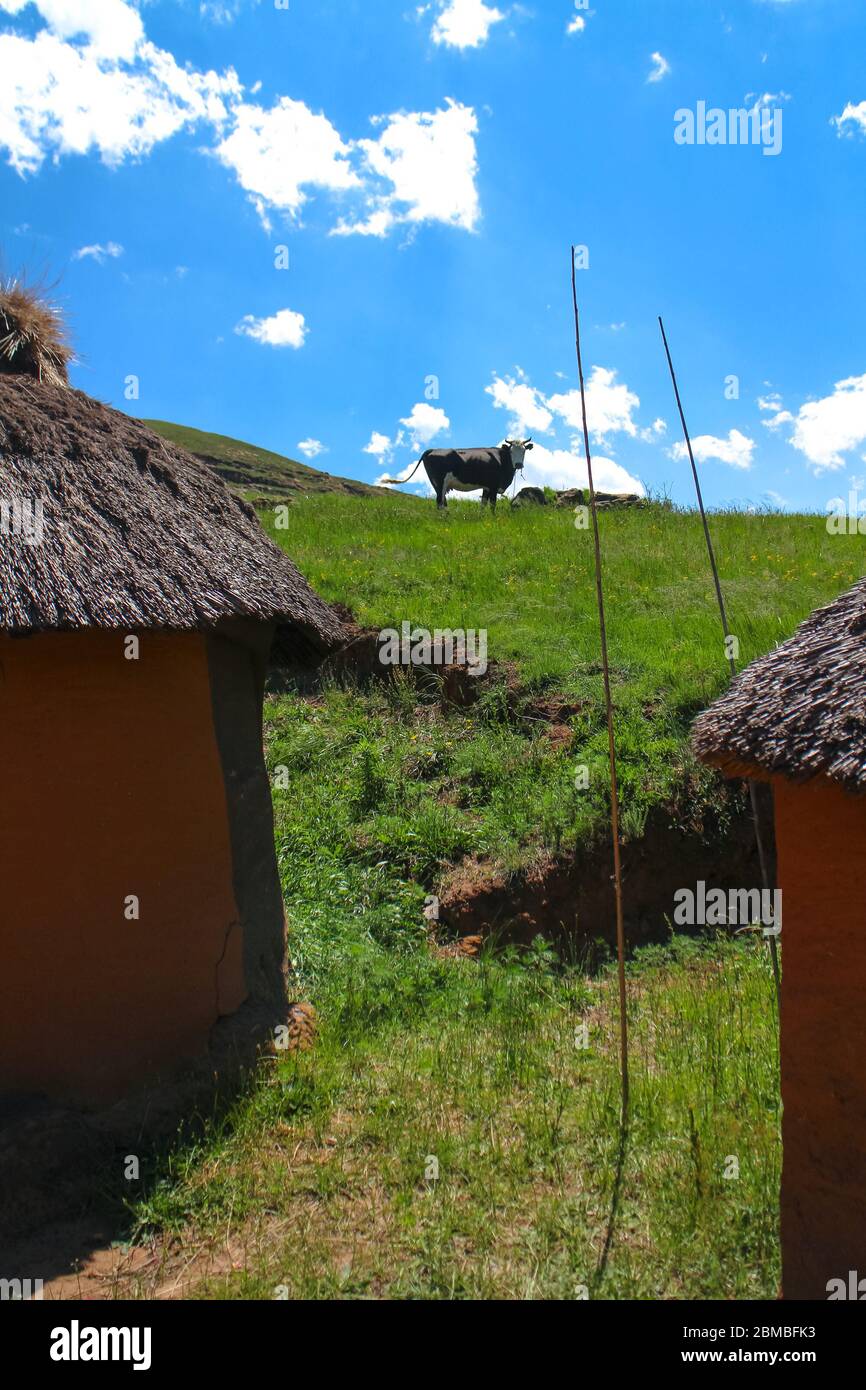 Vaca entre los tradicionales Rondavels en un pequeño pueblo en Lesotho, África del Sur. Foto de stock