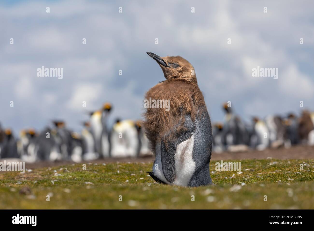 Pingüino rey; Aptenodytes patagonicus; Chick con Colonia más allá; punto Voluntario; Falklands Foto de stock