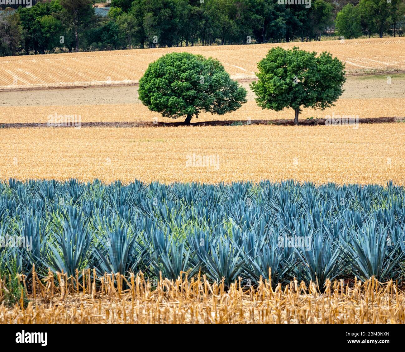 Dos árboles y cactus de agave cerca de Atotonilco, Jalisco, México. Foto de stock