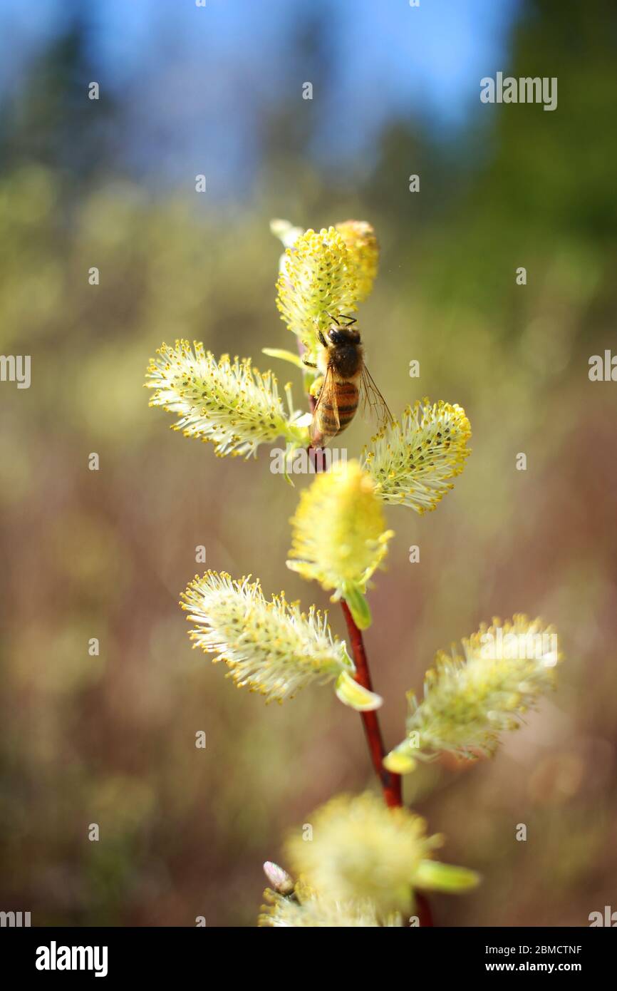 Retrato Miel abeja foto Foto de stock