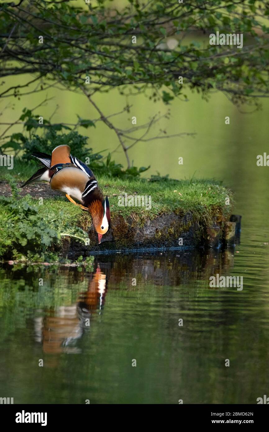 Male Mandarin Duck (Aix galericulata) mirando hacia el agua, Cheshire, Inglaterra, Reino Unido Foto de stock