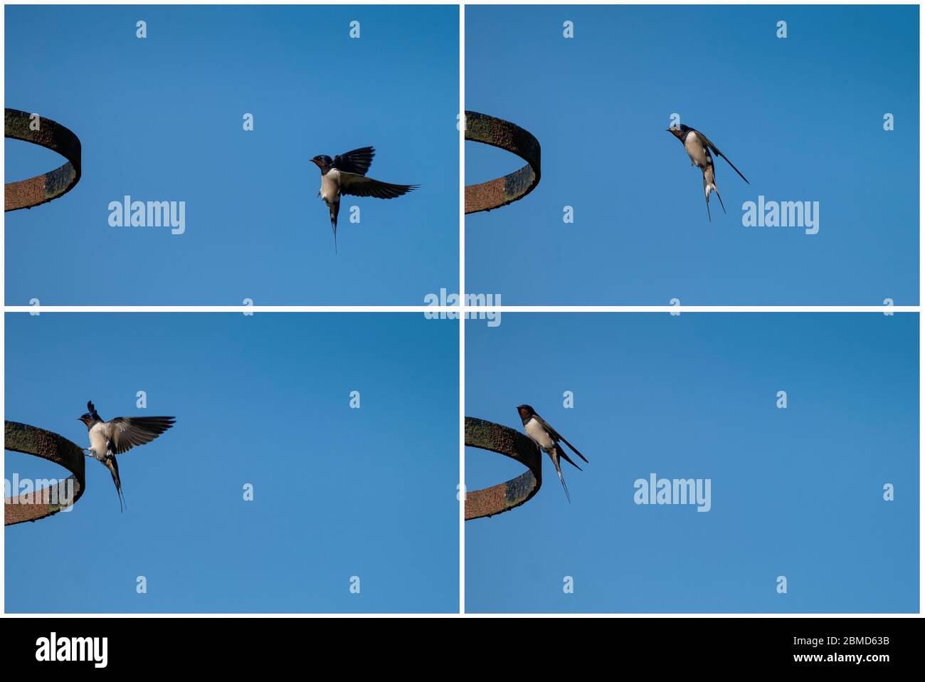 Swallow (Hirundo rustica) aterrizando en herrajes, Vale Royal Locks, Cheshire, Inglaterra, Reino Unido Foto de stock