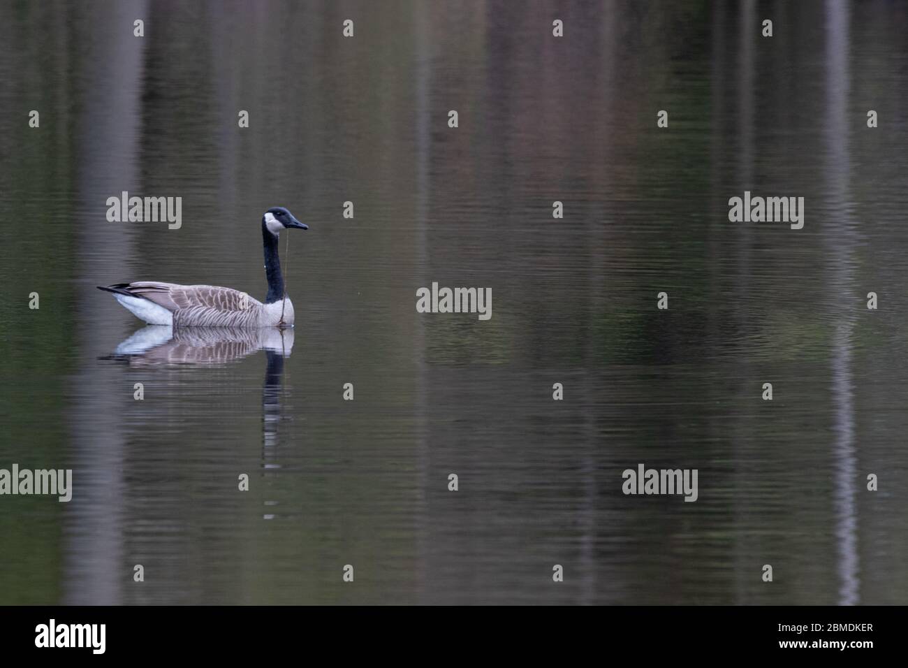 Un ganso solitario de Canadá en un lago lleno de reflejos verdes en primavera Foto de stock