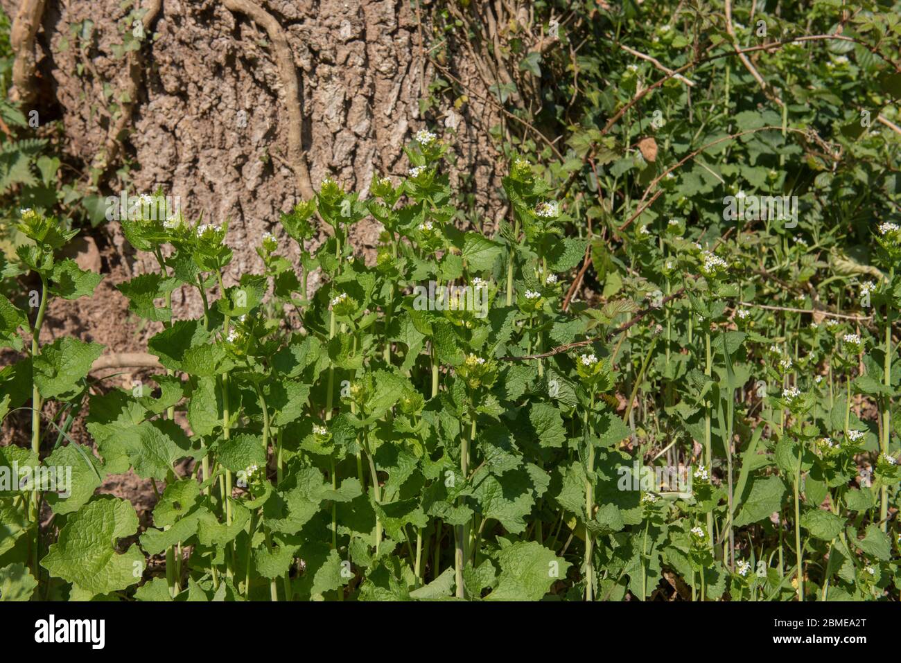 Primavera floración Lic Mustard o Jack-by-the-Hedge Flor silvestre (Alliaria petiolata) creciendo en un Grassy Bank en Devon Rural, Inglaterra, Reino Unido Foto de stock