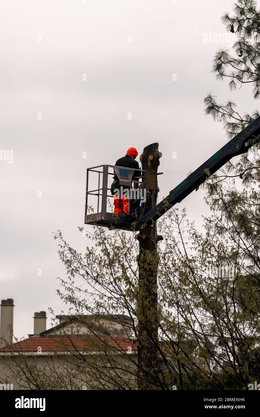 Trabajador con motosierra poda árboles, un hombre a gran altitud en ascensor con brazo hidráulico articulado y jaula corta las ramas de un árbol grande, maintena Foto de stock