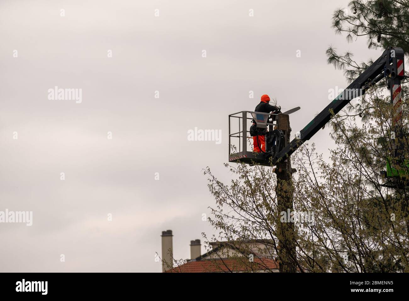 Trabajador con motosierra poda árboles, un hombre a gran altitud en ascensor con brazo hidráulico articulado y jaula corta las ramas de un árbol grande, maintena Foto de stock