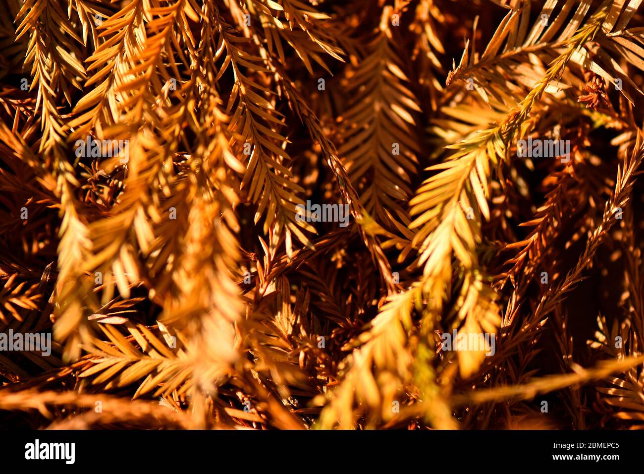 Color marrón árbol naturaleza textura fondo Foto de stock