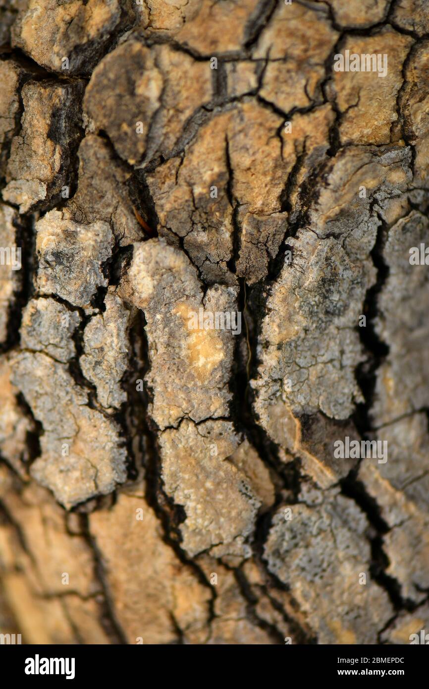 Color marrón árbol naturaleza textura fondo Foto de stock