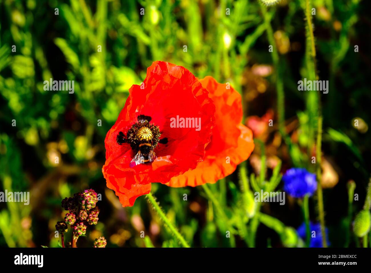 Abeja de Bumble en flor de amapola de cerca Papaver roeas Corn amapola Foto de stock
