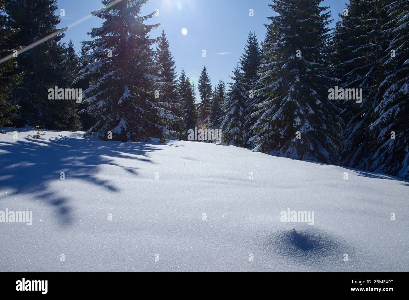 Bosque de piceas cubierto de nieve blanca durante la temporada de invierno, Eslovaquia Foto de stock