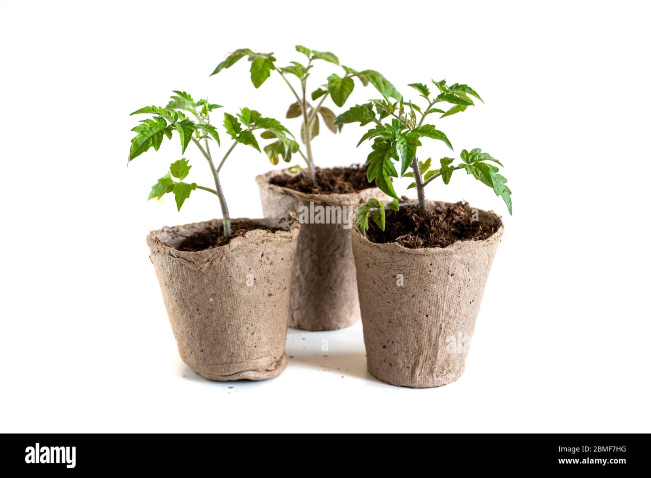 Trasplantar plantas de tomate fotografías e imágenes de alta resolución -  Alamy