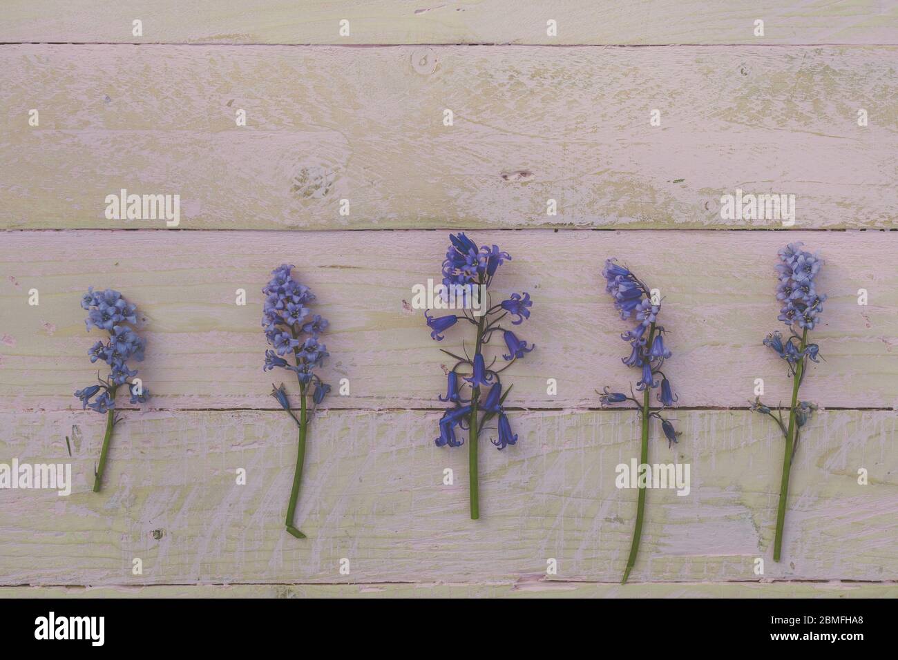 Foto plana de laico con cinco flores azules de campana alineadas en una fila Foto de stock