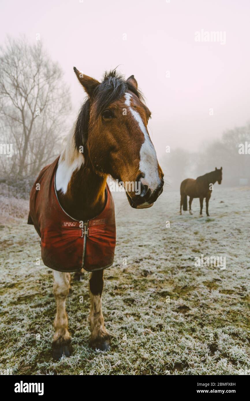 Dos caballos en un campo de niebla Foto de stock