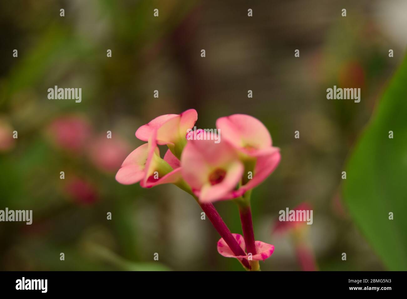 Flores rosadas naturales y hojas verdes en el jardín de tiro Foto de stock