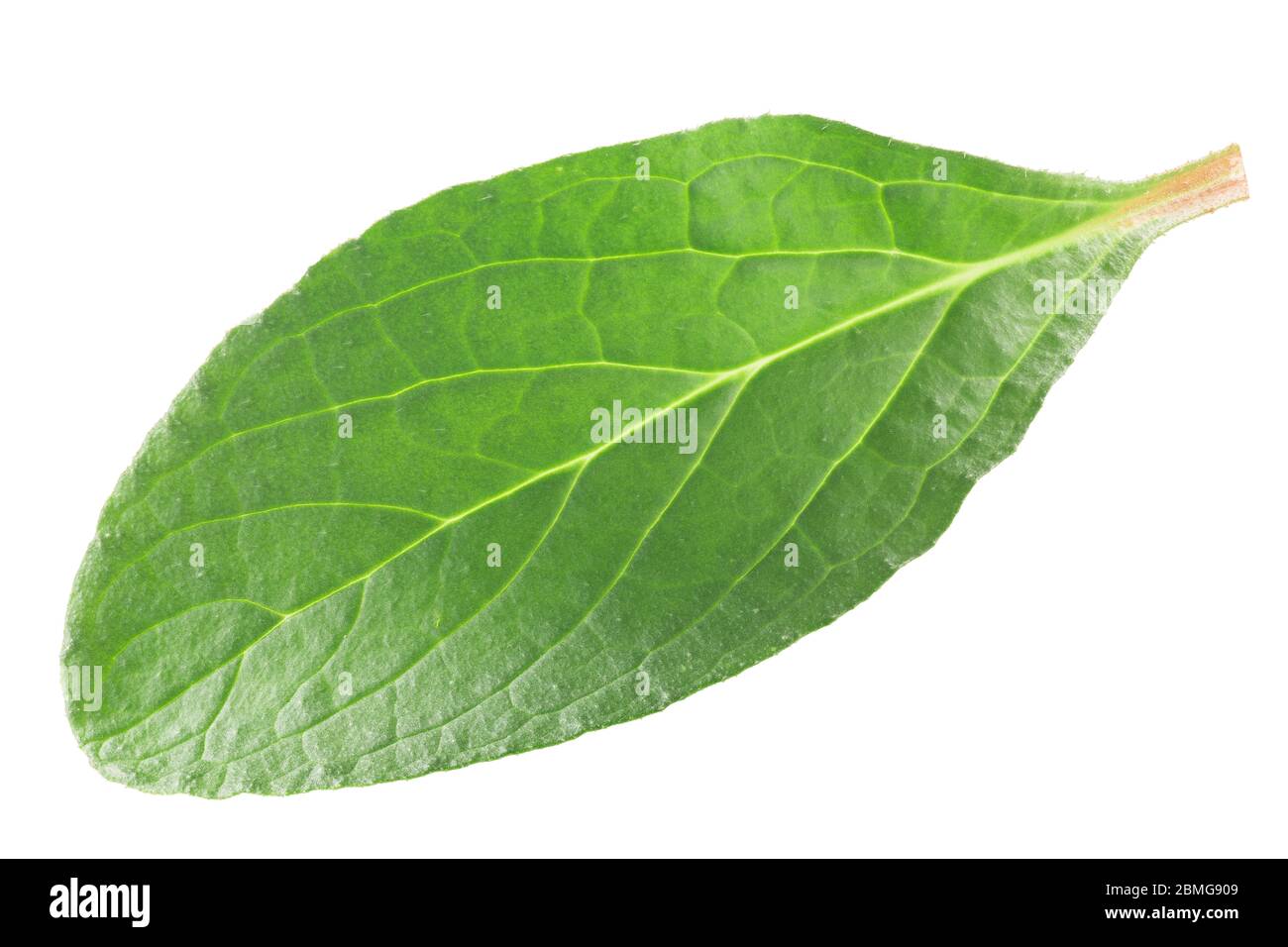 Hoja joven de Borage (Borago officinalis), planta comestible, aislada Foto de stock