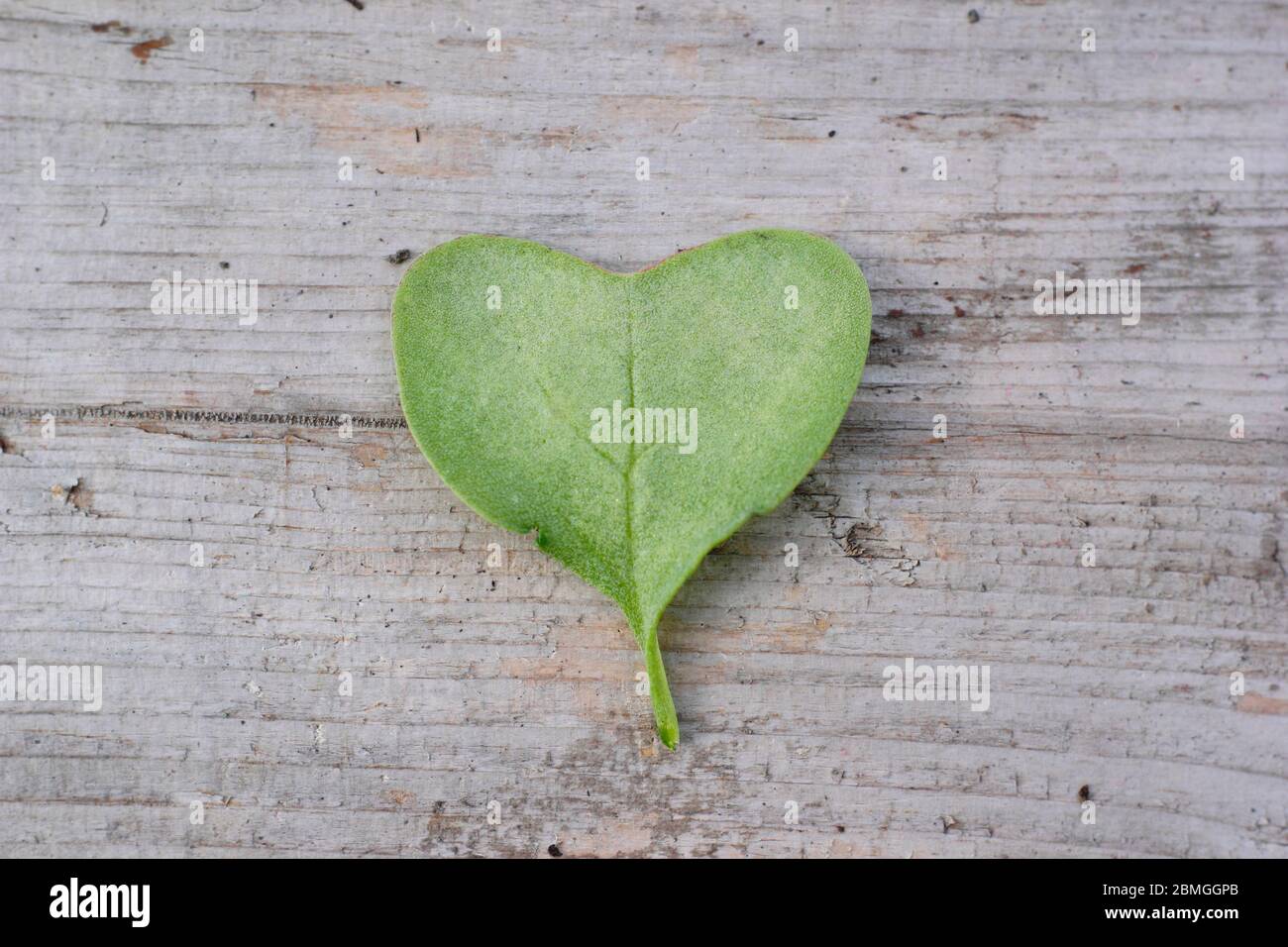 Hoja en forma de corazón de una planta joven de rábano Foto de stock