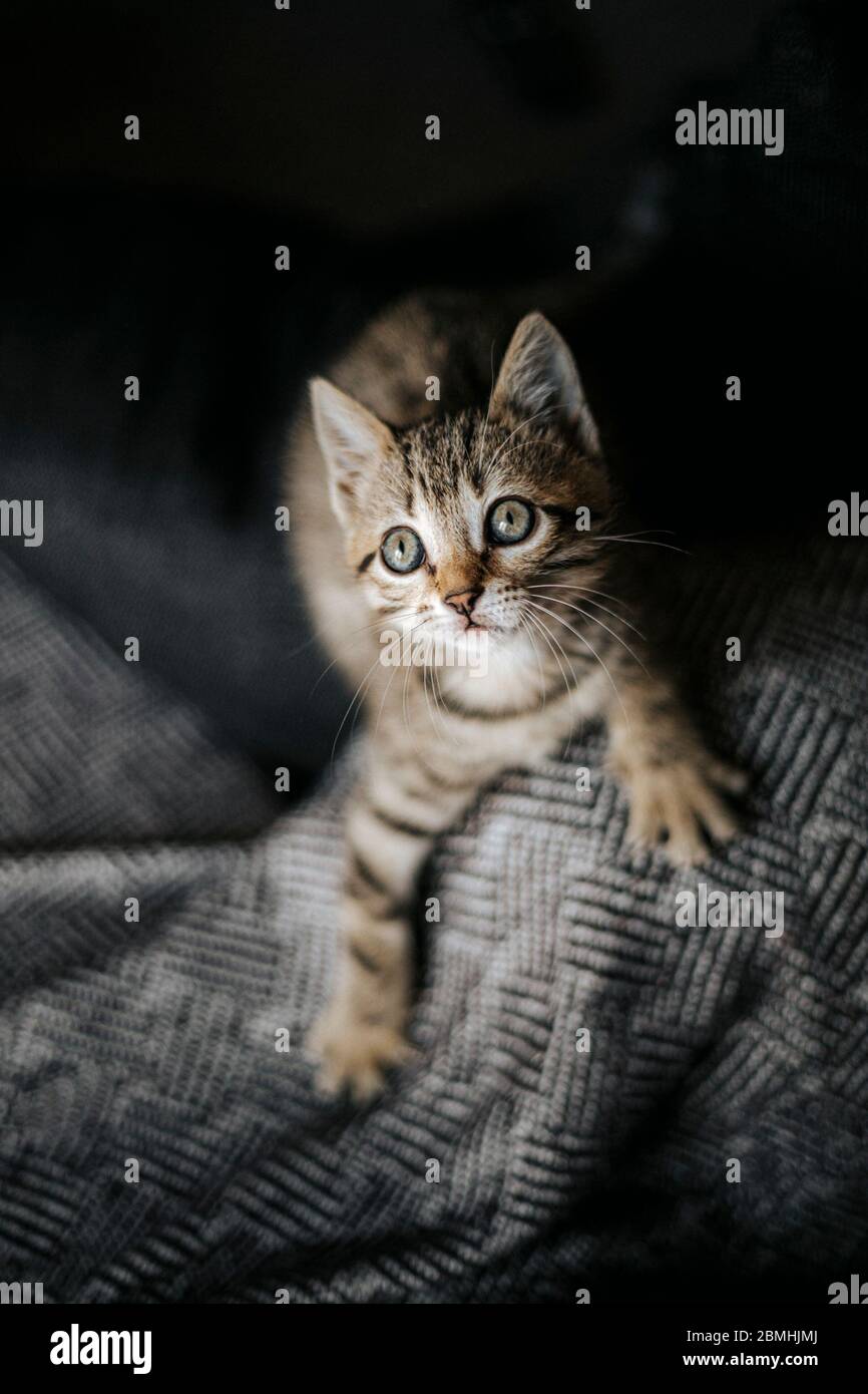 muy lindo gato gatito joven sostenido en la palma de una mano mirando directamente a la cámara con enormes ojos hermosos Foto de stock