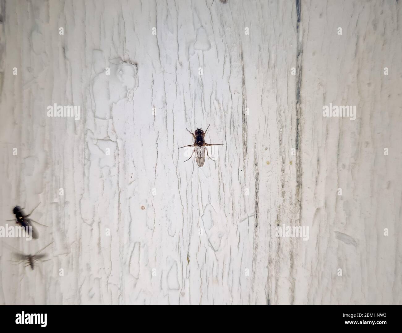 Una pequeña mosca está sentada en una pizarra blanca. Insectos nocturnos. Foto de stock