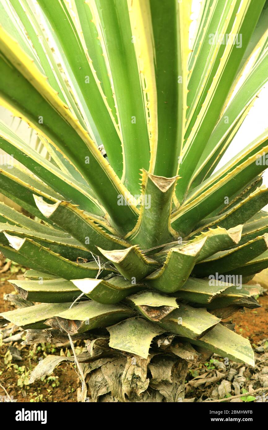 Agave tequilana, comúnmente llamada agave azul o tequila agave, es una