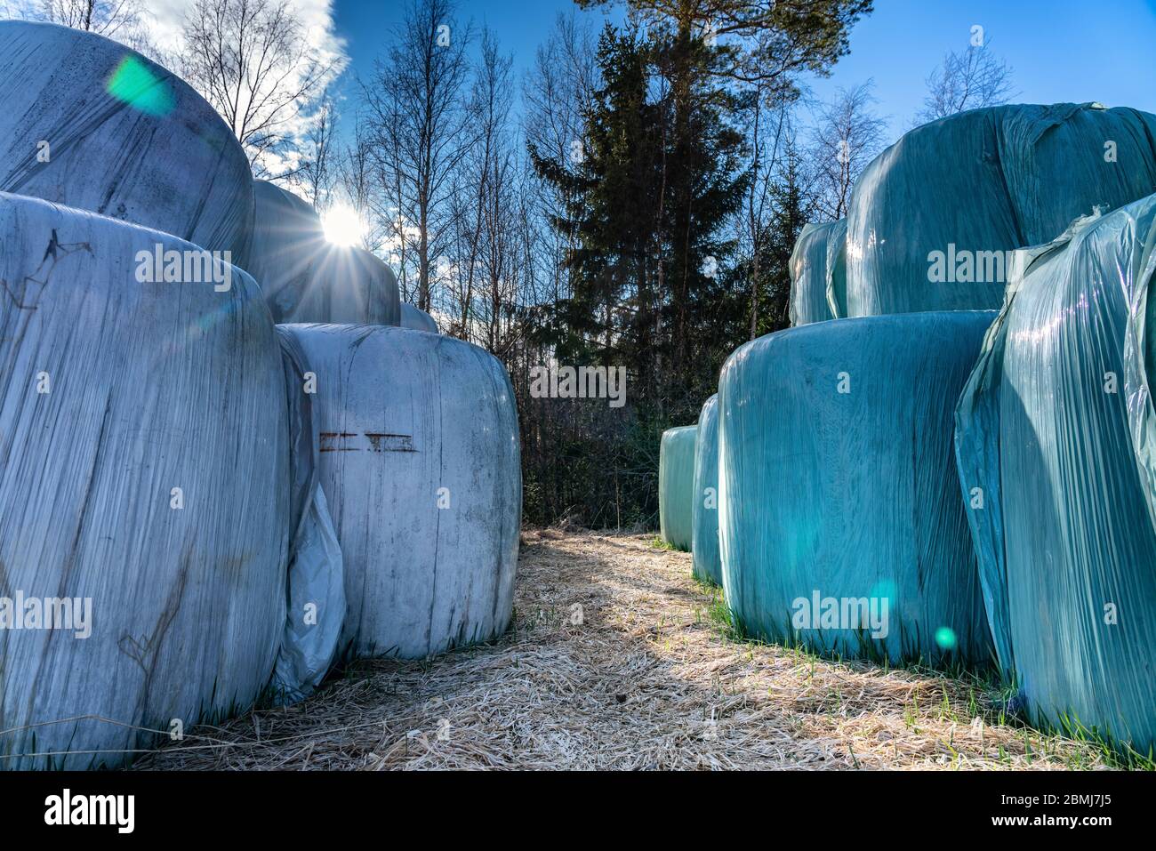 Pacas de trigo de paja embaladas en plástico blanco y azul verde, almacenadas en el suelo en dos niveles cerca del bosque. Los paquetes son del año pasado y.. Foto de stock