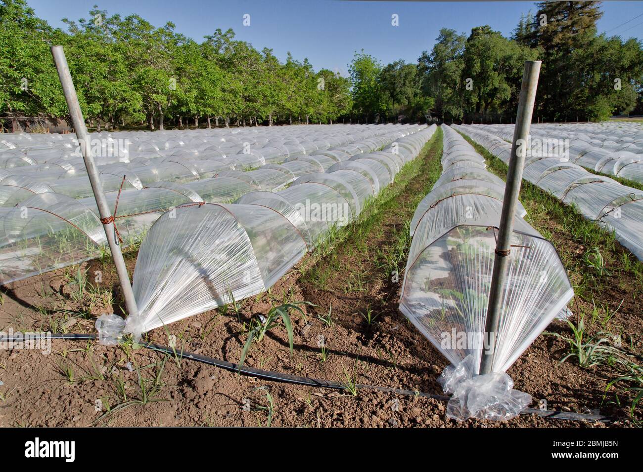 https://c8.alamy.com/compes/2bmjb5n/hileras-de-mini-invernaderos-propagando-semillas-vegetales-producto-plastico-transparente-ventilado-2bmjb5n.jpg