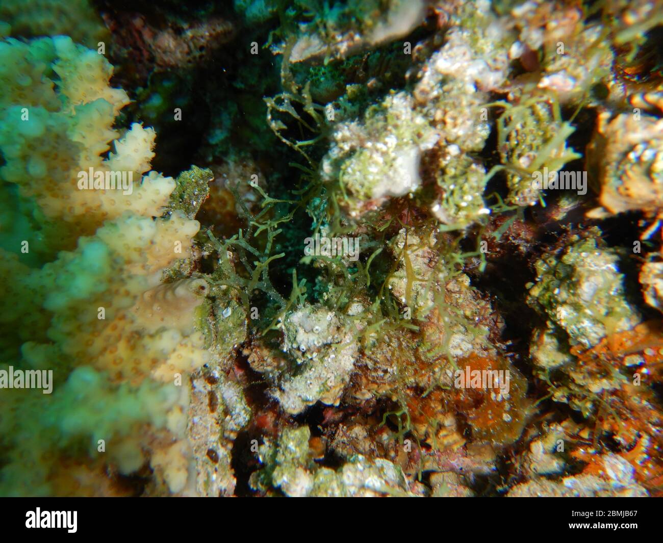 Algas, algas, macroalgas, Foto de stock