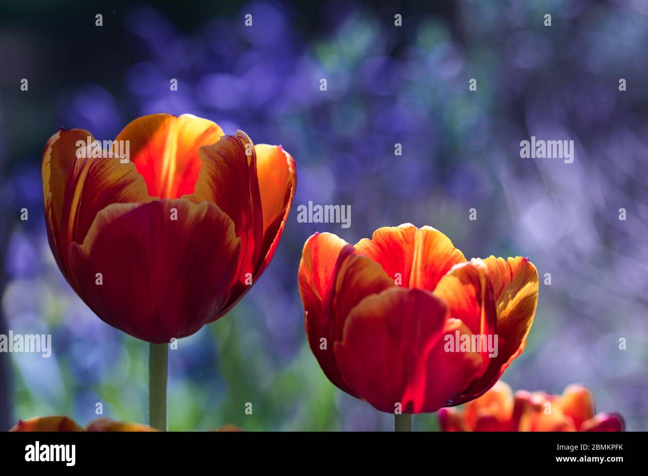 Flor de fuego - rojo naranja tulipán flores en flor con la luz del sol caliente sobre los pétalos feroces sobre fondo azul púrpura borroso, contraste de luz y sombras, Foto de stock