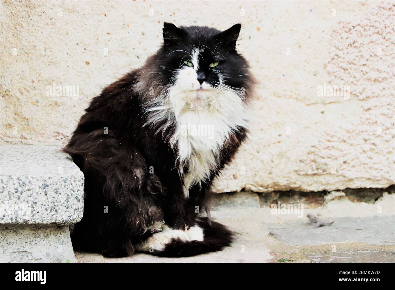 Gato blanco y negro gruñón Foto de stock