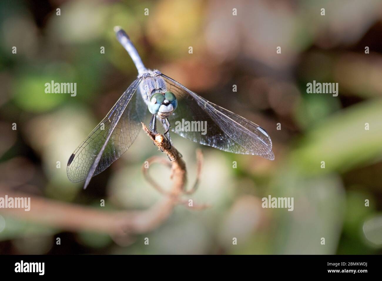 Retrato de una libélula de Percher Azul, (Diplacodes trivialis), macho, Reserva Forestal de Sinharaja, Sri Lanka. Foto de stock