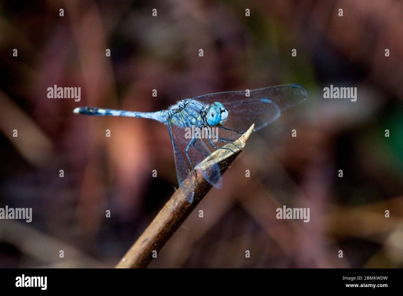 Libélula Percher Azul, (Diplacodes trivialis), macho, Reserva Forestal de Sinharaja, Sri Lanka. Foto de stock